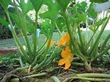 garden gardening in the home landscape garden designs and layouts