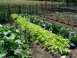 ... on organic gardening,organic vegetable garden,organic vegetable beds