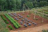 vegetable garden designs » landscaping photos