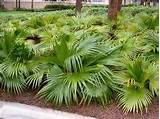 Livistona chinensis in Florida landscaping, as a solitary planting in ...